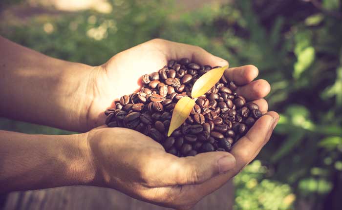 Die Qualität der Kaffeebohnen sind entscheidend