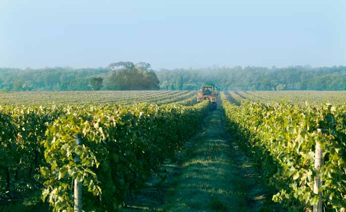 Weinlandschaft in Cognac