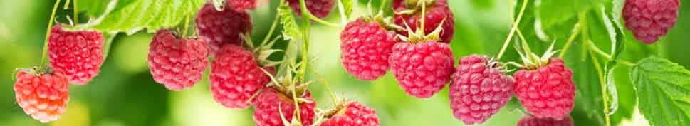 Beste Himbeeren sorgen für einen wohlschmeckenden Himbeergeist