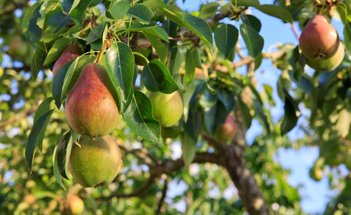 Regionale Streuobstwiesen tragen zum Geschmack des Obstschnapses bei