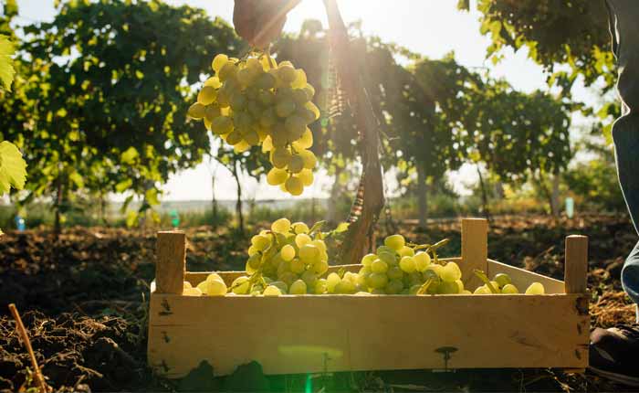 Die Basis für Wermut ist Wein, meistens wird hierfür Weißwein verwendet